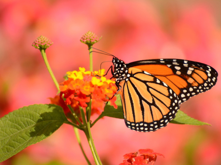 butterfly