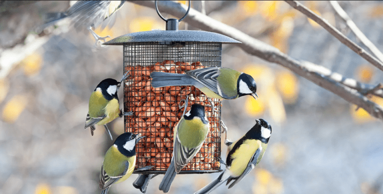 birds main