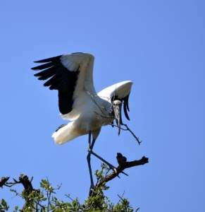 wood stork stork bird nature